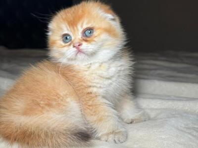 Leo - Scottish Fold - Gallery Photo #1