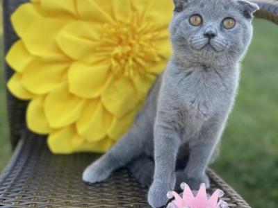 Darci - Scottish Fold - Gallery Photo #1