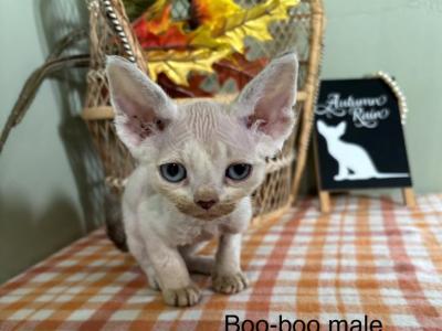 Pennys Boy - Devon Rex - Gallery Photo #1