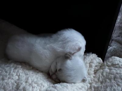 Whisker World Litter - Scottish Fold - Gallery Photo #1