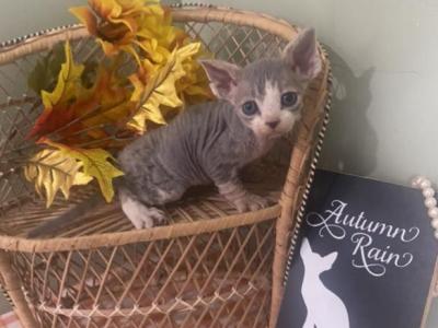 Evies Boy 2 - Devon Rex - Gallery Photo #1