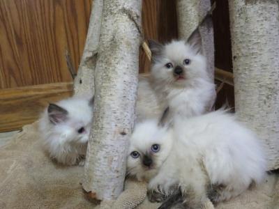 Ragdoll Kittens - Ragdoll - Gallery Photo #1