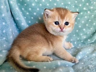 British  Shorthair Golden Female - British Shorthair - Gallery Photo #1