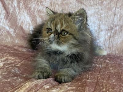 CFA Registered Exotic Kitten - Exotic - Gallery Photo #1