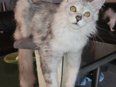 Texas Tails Maine Coons - Maine Coon - Gallery Photo #1