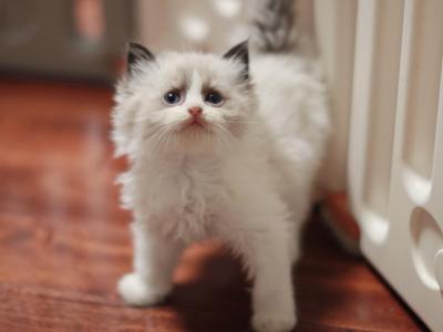 Seal Bicolor Boy - Ragdoll - Gallery Photo #1