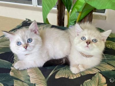 Scottish Straight Shorthair Color Point With Blue - Scottish Fold - Gallery Photo #1