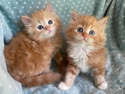 British Longhair Orange  Male - British Shorthair - Gallery Photo #1