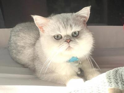 Prince - British Shorthair - Gallery Photo #1