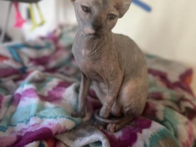 Patchy - Sphynx - Gallery Photo #1