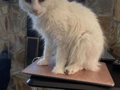 Lexie And Lily - Turkish Angora - Gallery Photo #1