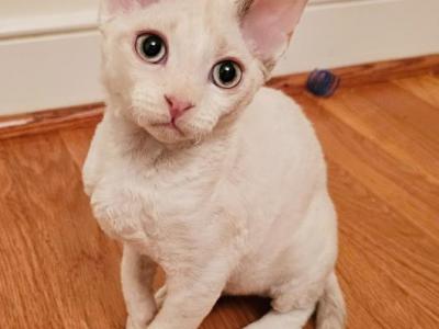 Willow - Devon Rex - Gallery Photo #1