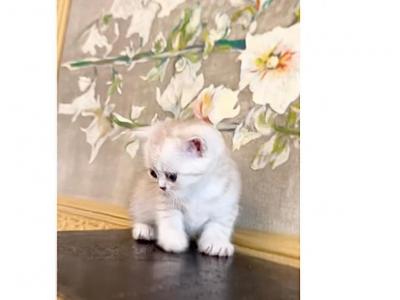 ROYAL BRITISH SHORTHAIR KITTENS GIRL - British Shorthair - Gallery Photo #1