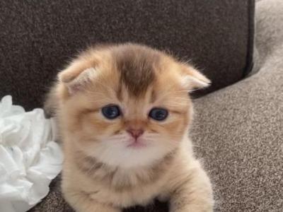 Nori - Scottish Fold - Gallery Photo #1