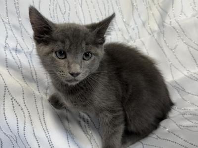 Russian Blue Kittens - Russian Blue - Gallery Photo #1