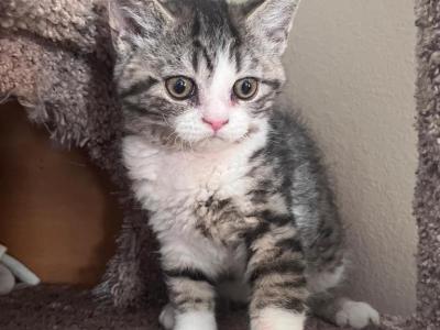 Selkirk Rex Curly Kittens - Selkirk Rex - Gallery Photo #1