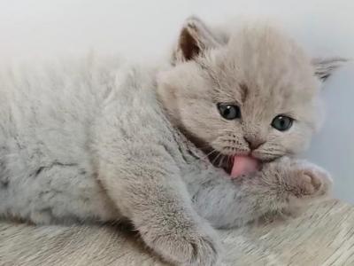 PURE BREED BRITISH SHORTHAIR KITTENS GIRL - British Shorthair - Gallery Photo #1