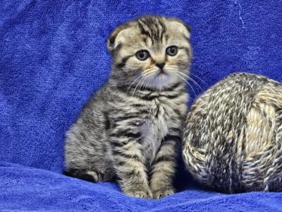 Brown - Scottish Fold - Gallery Photo #1