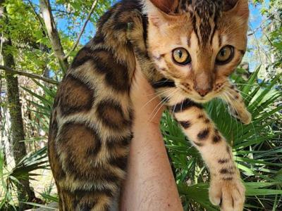 Bengal Female Kitten Available - Bengal - Gallery Photo #1