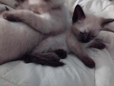 SEAL POINT BABY GIRL - Siamese - Gallery Photo #1