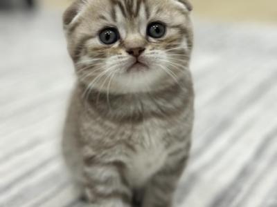 Tiger - Scottish Fold - Gallery Photo #1