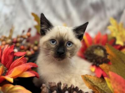 Siamese Kitten - Siamese - Gallery Photo #1