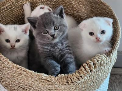 Lola's Babies - Scottish Fold - Gallery Photo #1