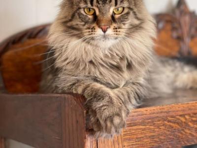 Main Coon Proven Female Adults - Maine Coon - Gallery Photo #1