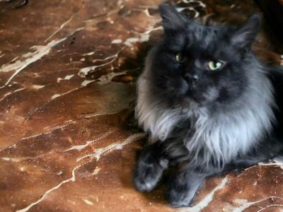 Maine Coon Proven Male - Maine Coon - Gallery Photo #1