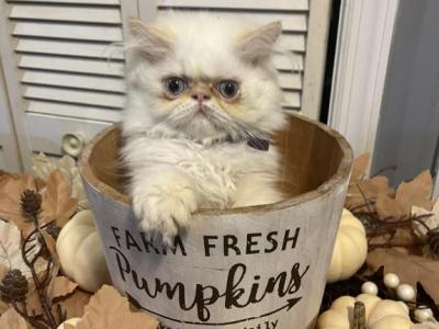 Flame Point Himalayan Persian Boy Purple Ribbon - Himalayan - Gallery Photo #1