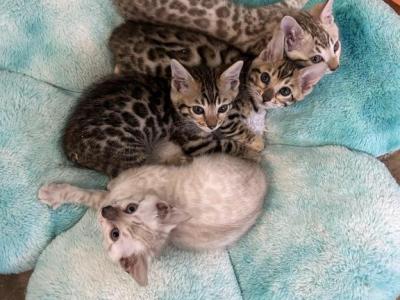 Pooh Bear Litter - Bengal - Gallery Photo #1