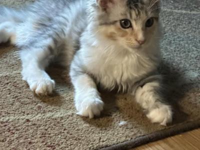 Piper - Maine Coon - Gallery Photo #1