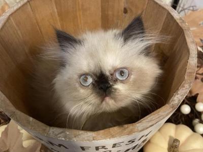 Seal Torti Point Himalayan Persian Girl Yellow Rib - Himalayan - Gallery Photo #1