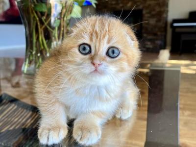 Leo - Scottish Fold - Gallery Photo #1