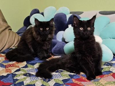 MCO Black Kittens - Maine Coon - Gallery Photo #1