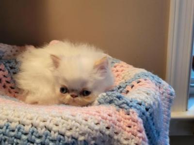 Flame Point Himalayan Kitty's - Himalayan - Gallery Photo #1