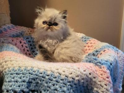 Seal Point Himalayan Kittys - Himalayan - Gallery Photo #1