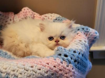 Himalayan Kittens Ready To Go Now - Himalayan - Gallery Photo #1