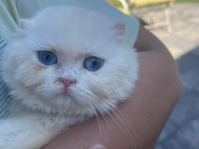 Coco The Scottish Fold Kitty - Scottish Fold - Gallery Photo #1