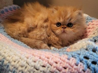 Red Persian Kitten - Persian - Gallery Photo #1