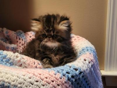 Brown Persian Kitten - Persian - Gallery Photo #1