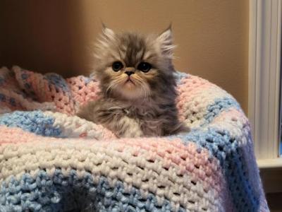 Blue Persian Kitten - Persian - Gallery Photo #1