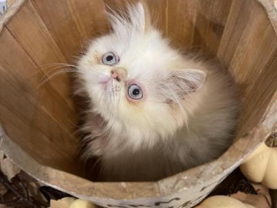 Flame Point Himalayan Persian Girl Pink Ribbon - Himalayan - Gallery Photo #1