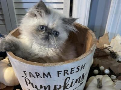 Blue Cream Torti Point Himalayan Persian Girl - Himalayan - Gallery Photo #1