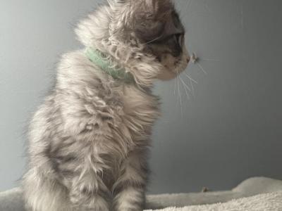 Pippa - Maine Coon - Gallery Photo #1