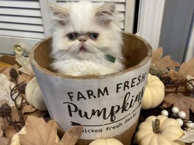 Flame Point Himalayan Persian Boy Green Ribbon - Himalayan - Gallery Photo #1