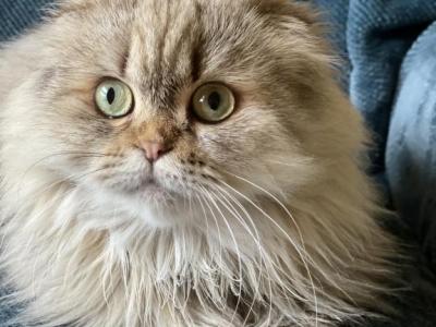 Cora - Scottish Fold - Gallery Photo #1