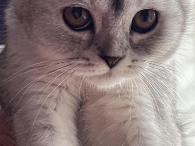 Maya - Scottish Fold - Gallery Photo #1