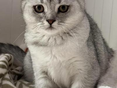 Chanel - Scottish Fold - Gallery Photo #1