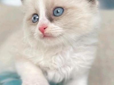 Bueatiful Ragdoll Boy - Ragdoll - Gallery Photo #1